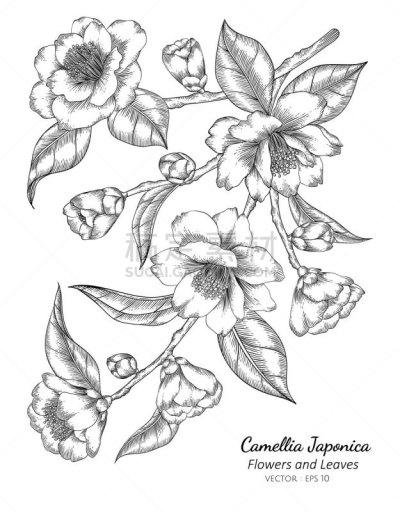 茶花,叶子,绘画插图,线条画,白色背景,轮廓,自然,华丽的,花