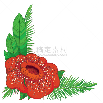 棕榈叶,轮廓,红色,大王花,花束,矢量,绿色,角落,死亡的动物,鸡尾酒