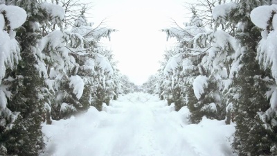 冬天| Loopable