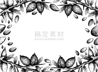 种子,阿甘树,谷物,食品,图像,仁,果皮,矢量,绘制,美容