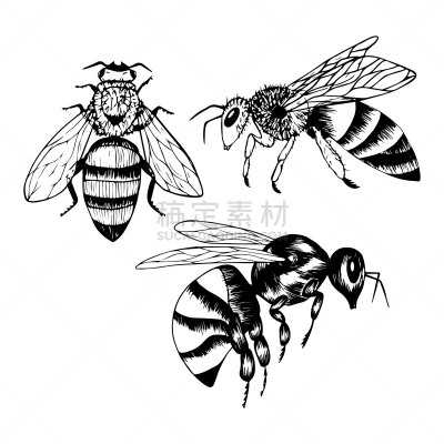 轮廓,侧面视角,乱画,绘画插图,分离着色,白色背景,矢量,昆虫,视角,蜜蜂