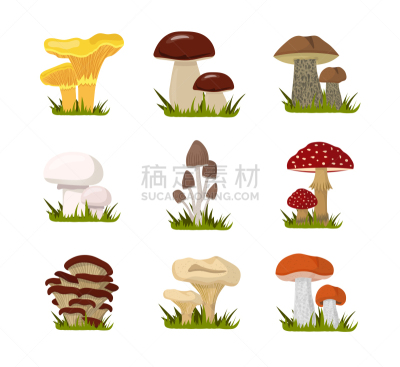 绘画插图,蘑菇,平坦的,森林,素食,蔬菜,清新,自然界的状态,背景分离,食品