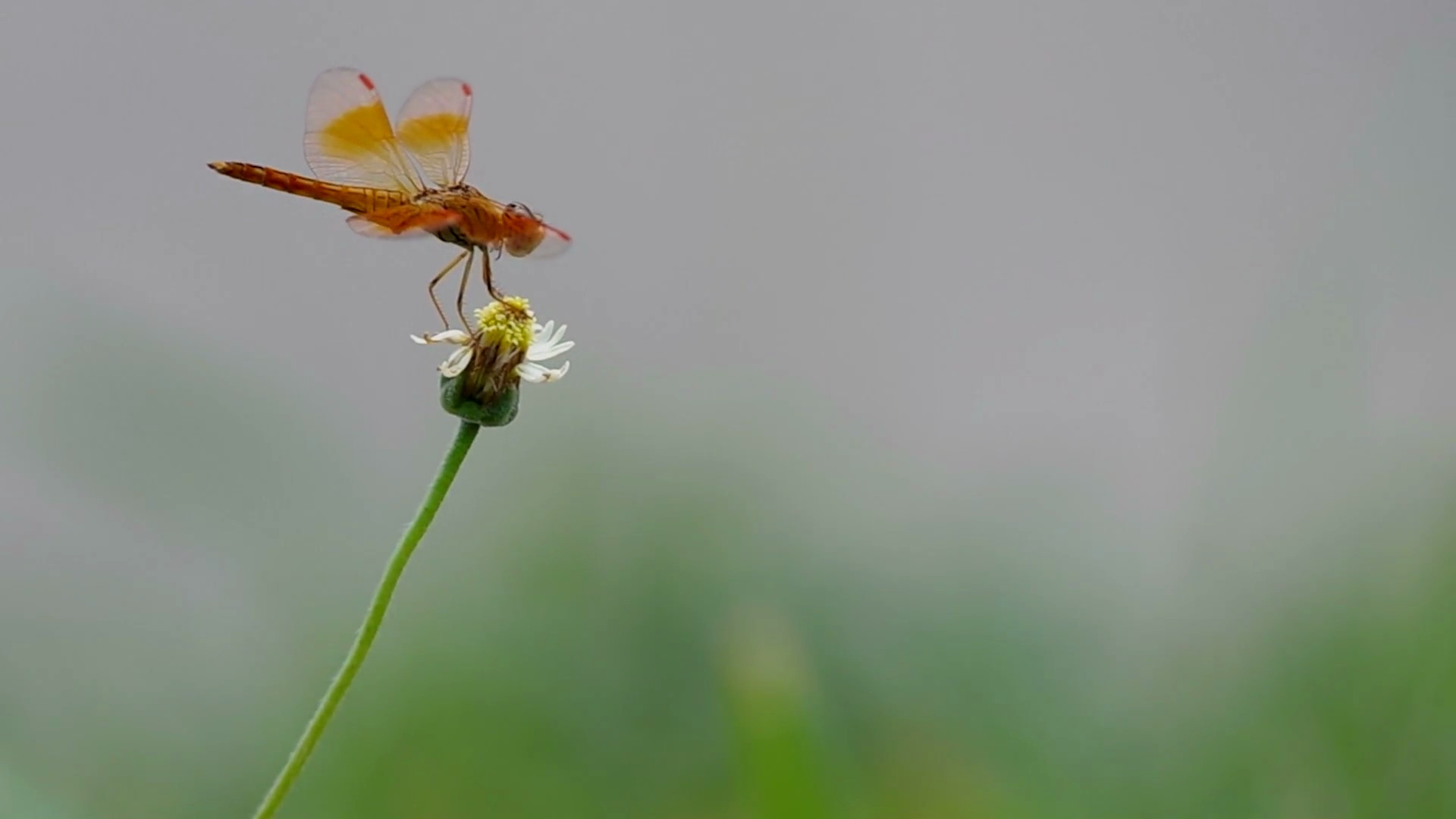 外套扣花上的蜻蜓