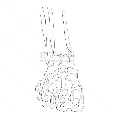 足部骨骼,正面视角,分离着色,白色,生物学,健康保健,人,男人,图像