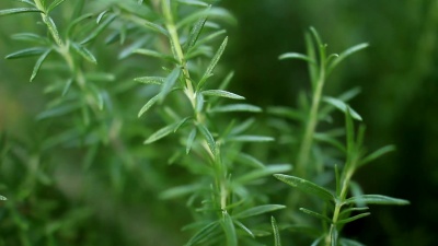 迷迭香植物