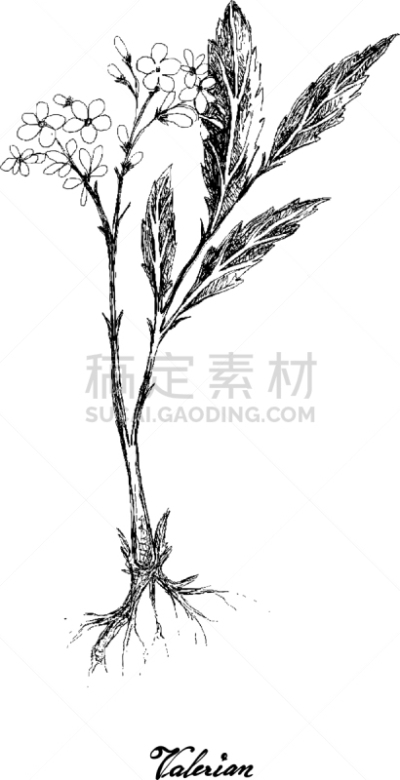 花朵,植物群,动物手,粉色,缬草属植物,失眠症,健康保健,自然,图像,绘制