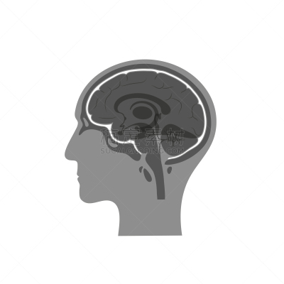 绘画插图,脑膜,矢量,分离着色,生物学,有序,健康保健,侧面,半球体,背景分离