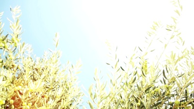 绿橄榄枝