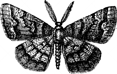 Geometer,蛾,白色,昆虫,矢量,家庭,图像,雕刻图像,黑色,复古