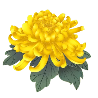 菊花 菊花高端免抠 菊花素材下载 稿定素材