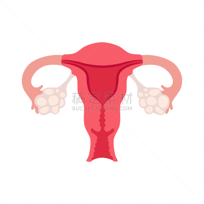 女性生殖系统,生物学,矢量,健康保健,卵巢,人,子宫颈,图像,顺序,女人