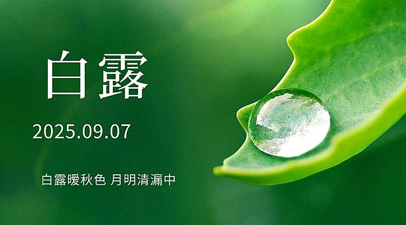白露节气祝福露珠绿叶横版海报