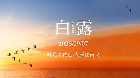 白露节气祝福实景白鹭横版海报