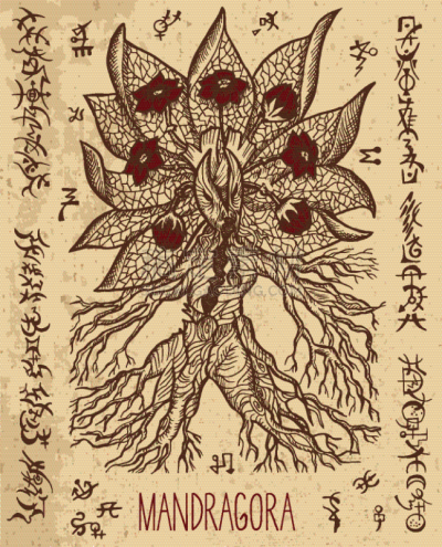 秘密,超自然,图标,健康保健,草本,炼金术,怪异,幻想,收集