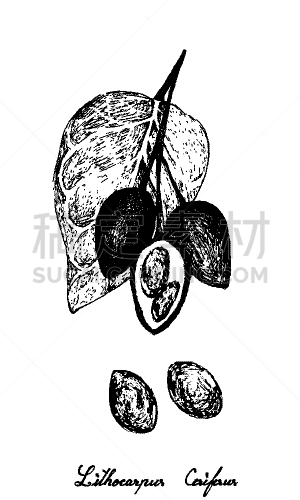橡树,石头,韧性,垂直画幅,泰国,图像,坚果,谷类,种子,无人