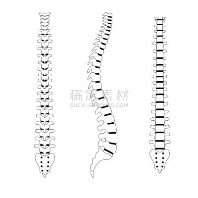 人体结构,脊柱,绘画插图,矢量,生物学,有序,健康保健,姿态,背景分离,弯曲