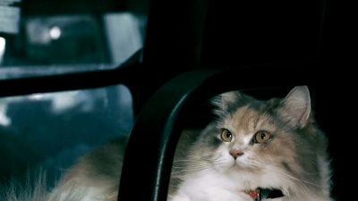 波斯猫