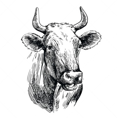 动物,母牛,绘画插图,牲畜,白色,农业,牛奶,哺乳纲,牛,蹄