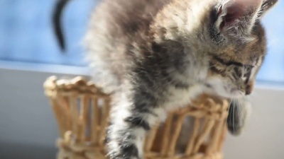小猫打架