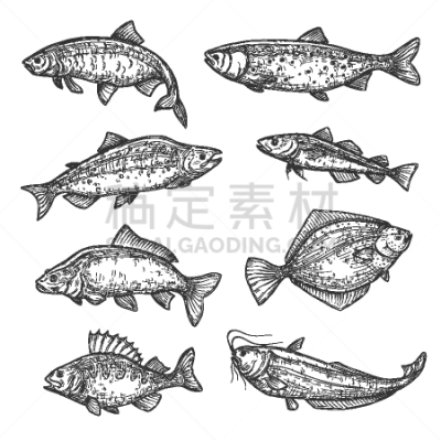 鱼类,鲔鱼,三文鱼,鲤鱼,草图,运动,清新,渔业,背景分离,烹调