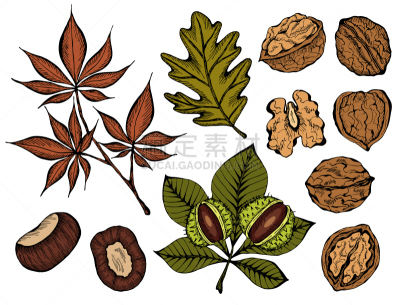 矢量,绘画插图,手,植物,枫树,草图,有机食品,自然,季节,秋天