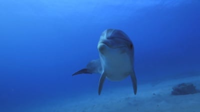 宽吻海豚