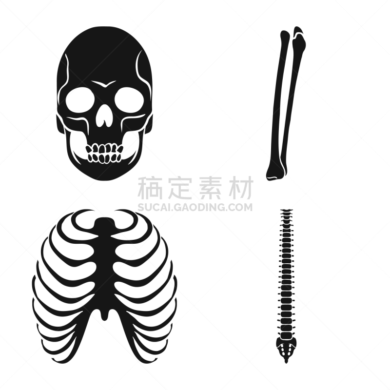 生物学,医疗标志,胸骨,腓骨,胫骨,股骨,脊柱,人,黑色,骨质疏松症