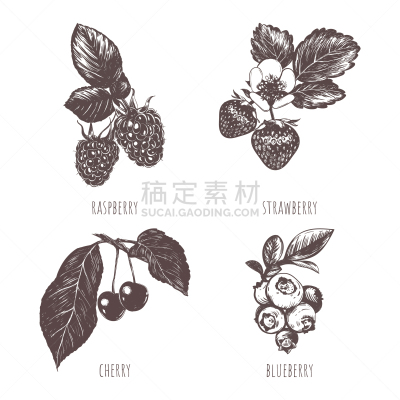 草图,动物手,浆果,分离着色,轮廓,白色,有机食品,自然,收集,画画