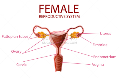 女性生殖系统,卵巢,生物学,健康保健,部分,女人,人类的生殖器官