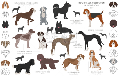 猎犬,分离着色,白色,可爱的,挪威,布列塔尼,纯种犬,梗犬,运动,收集