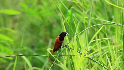栗树栖息在树枝上