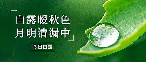 白露节气祝福露珠绿叶公众号首图
