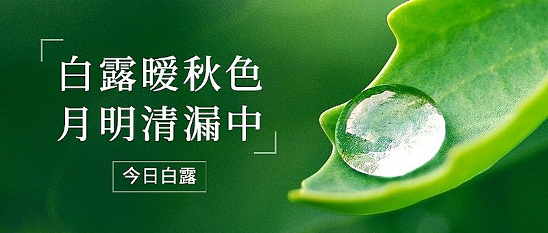 白露节气祝福露珠绿叶公众号首图