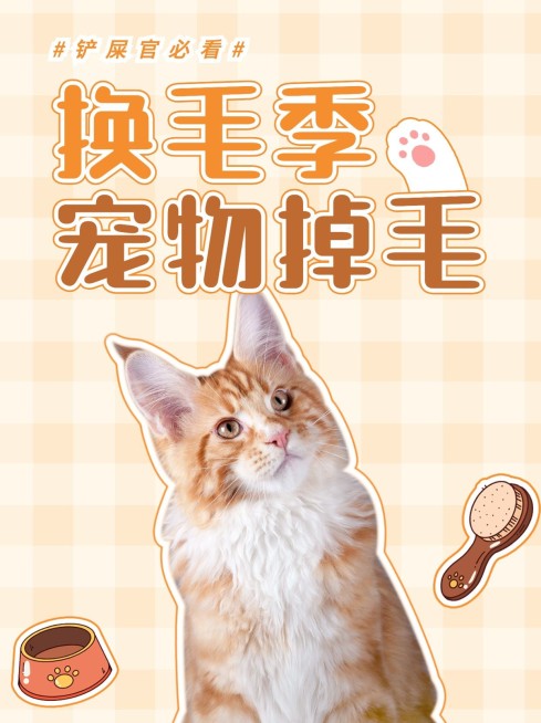宠物知识科普小红书封面预览效果