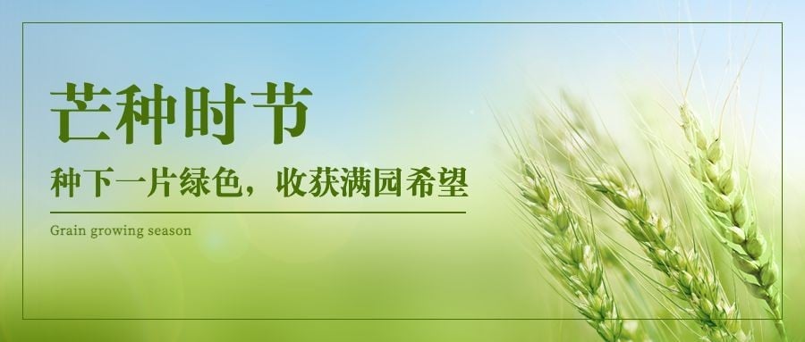 芒种节气祝福麦穗实景公众号首图