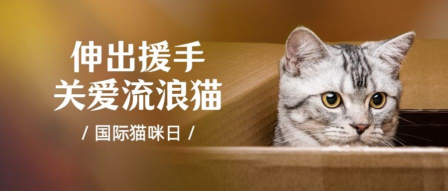 国际猫咪日关爱动物公益宣传可爱实景公众号首图预览效果