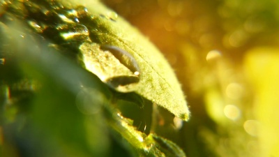 春天阳光明媚的一天，灿烂的雨滴在公园里生长的树叶上闪烁