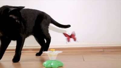 家猫玩猫玩具