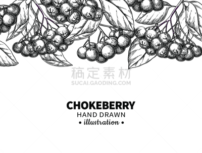 矢量,绘画插图,野樱桃,浆果,模板,雕刻图像,叶子,动物手,草本,植物学