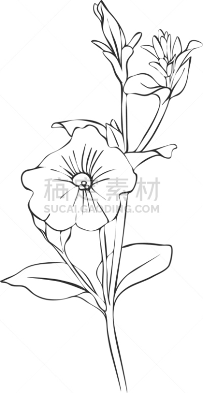 分离着色,自然,草本,环境,直的,图像,花朵,绘制,花,装饰