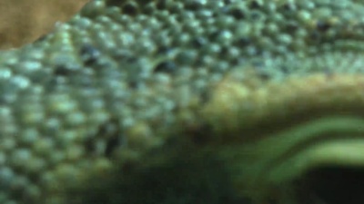 野生条纹瓦兰(Varanus Salator)休息