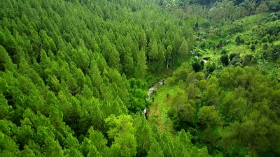 青松林谷