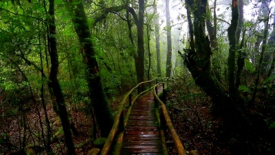 雨中自然公园木桥苔藓