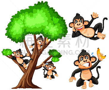 猿,红杉,白色背景,活力,可爱的,热,野生动物,环境,灵长目,哺乳纲
