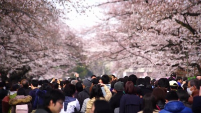 东京上野公园樱花节