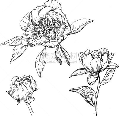 牡丹,轮廓线画,动物手,玫瑰,贺卡,复古风格,四方连续纹样,植物,背景,夏天