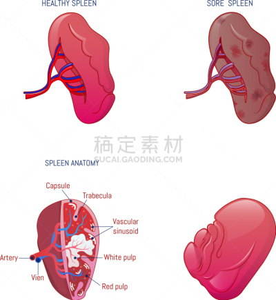 米特海鲜,生理学,动画片,计算机图标,时尚,脾脏,生物学,健康保健,抗体,布置