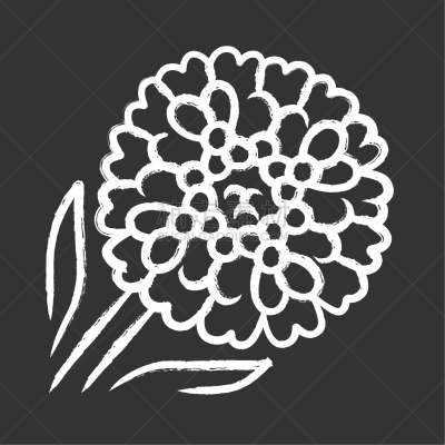 candytuft chalk icon aster garden flower iberis