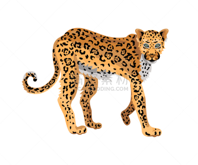 美洲豹,绘画插图,矢量,野生猫科动物,背景分离,热带气候,野生动物,猎豹,哺乳纲,猫科动物