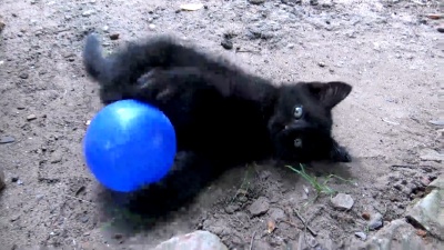 小猫玩球